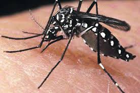 Leia mais sobre o artigo Pernambuco confirma primeiro caso de zika em 2022
