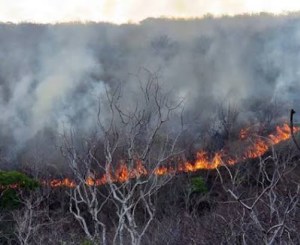 Leia mais sobre o artigo Incêndio assusta moradores da zona rural de Ingazeira