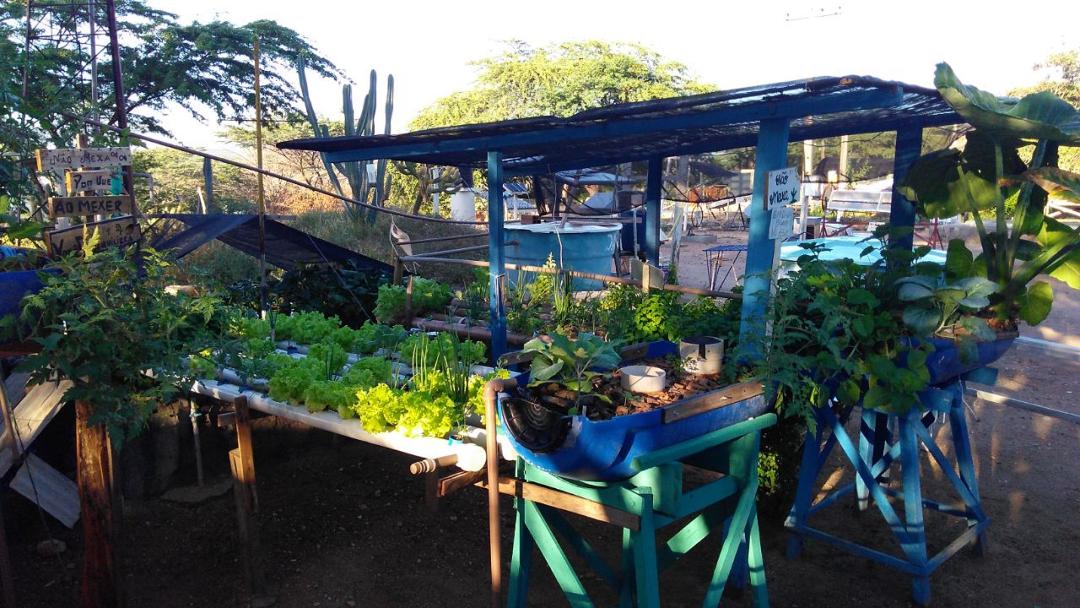 Leia mais sobre o artigo Sertão de PE iniciará produção pioneira de alimentos através do sistema agrovoltaico