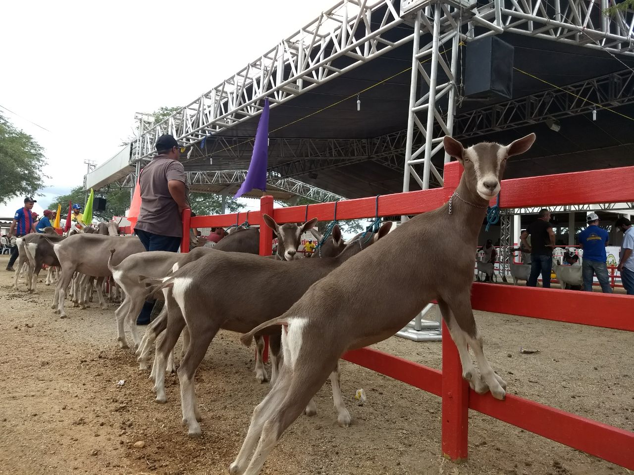 Leia mais sobre o artigo Expocose que distribuirá R$ 70 mil em prêmios