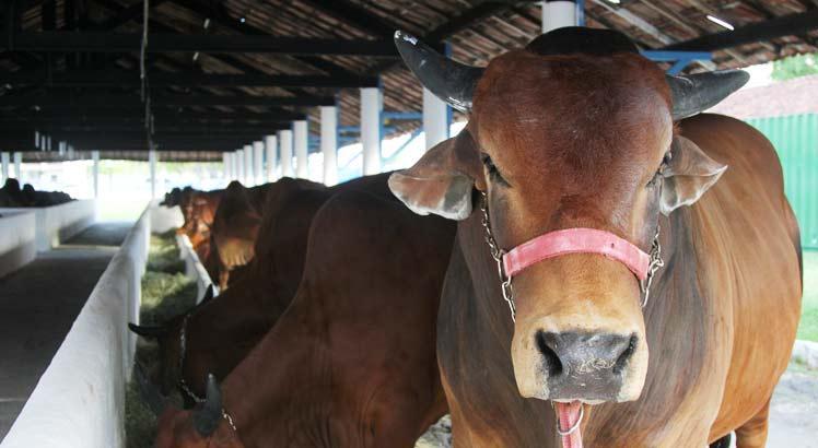 Leia mais sobre o artigo Pernambuco estabelece regras para realização de feiras agropecuárias no interior do estado