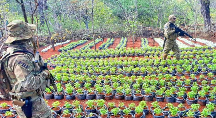 Leia mais sobre o artigo Polícia erradica 230 mil pés de maconha no Sertão de Pernambuco