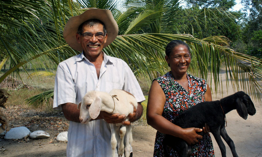 Leia mais sobre o artigo Câmara aprova auxílio emergencial de R$ 600 a pequenos agricultores