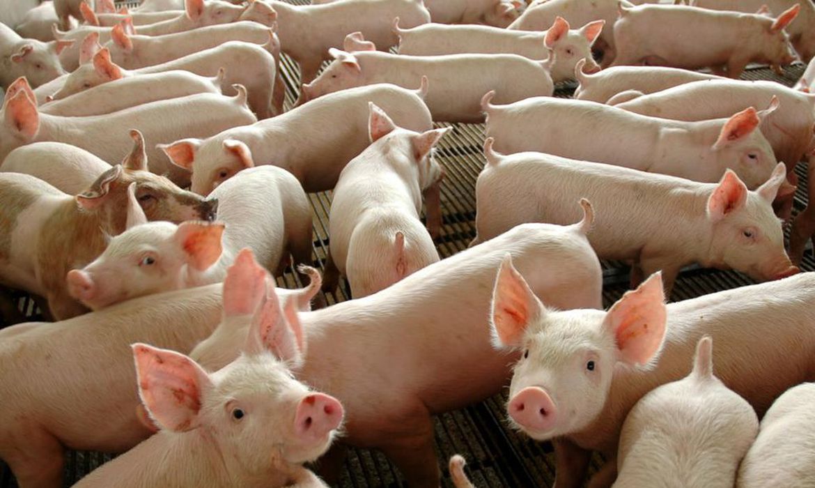 Leia mais sobre o artigo Ministério da Agricultura confirma foco de peste suína clássica no Piauí