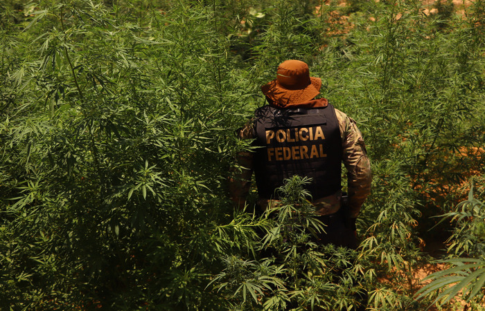 Leia mais sobre o artigo PF erradica 554 mil pés de maconha em onze municípios pernambucanos