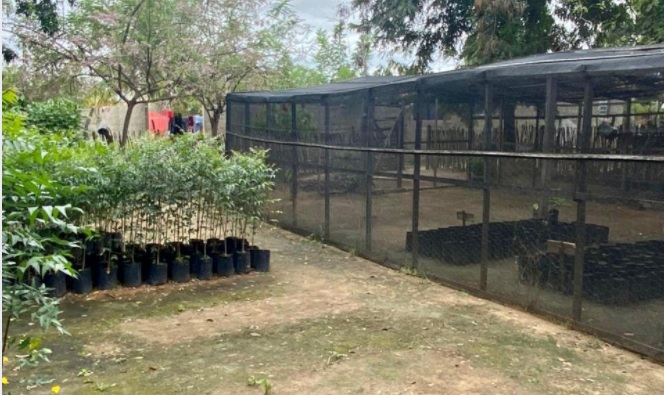 Leia mais sobre o artigo Prefeitura de Sertânia recupera viveiro de mudas para trabalhar educação ambiental e fortalecer arborização no município