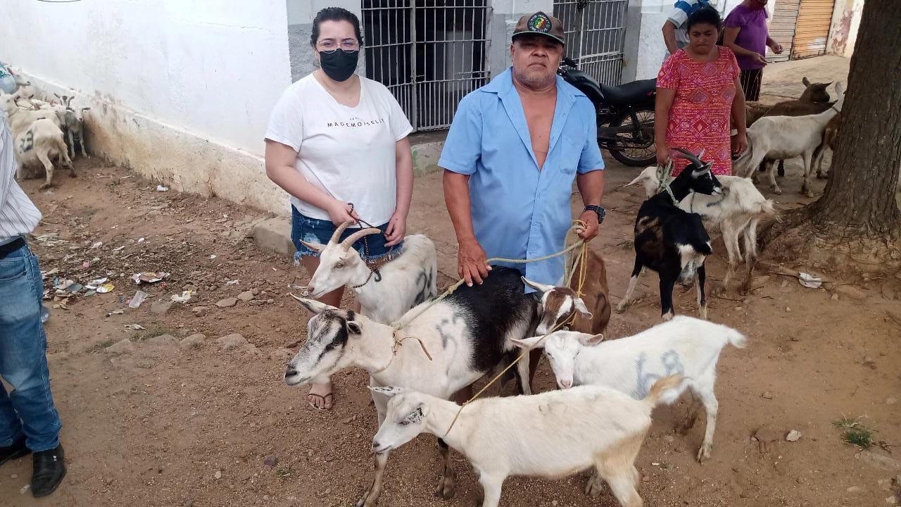 Leia mais sobre o artigo Programa Força Local: Rio da Barra recebe primeiro lote de cabras leiteiras