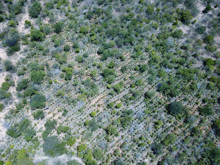 Leia mais sobre o artigo PF erradica 128 mil pés de maconha em Salgueiro