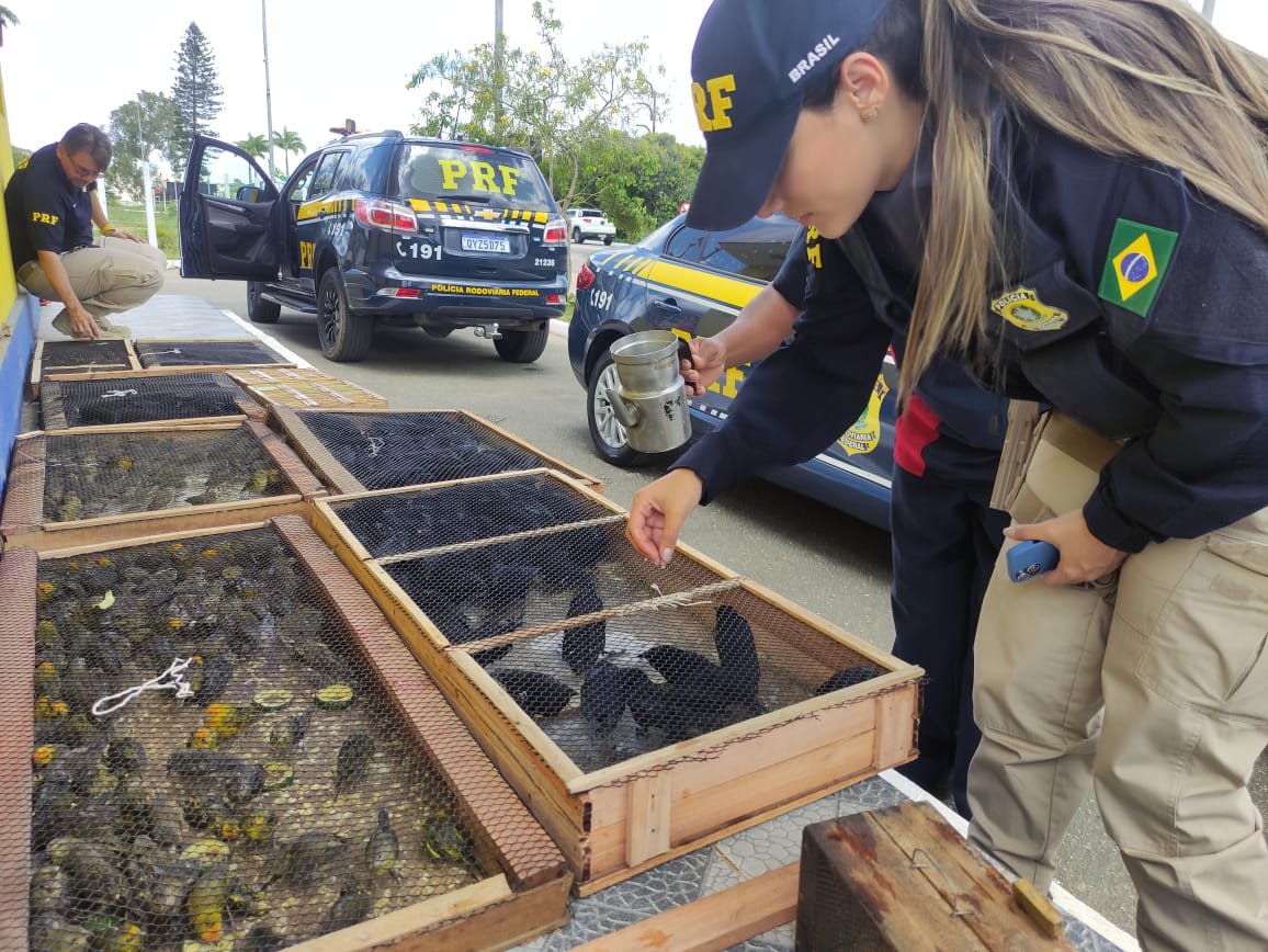 Leia mais sobre o artigo PRF apreende centenas pássaros silvestres em Garanhuns