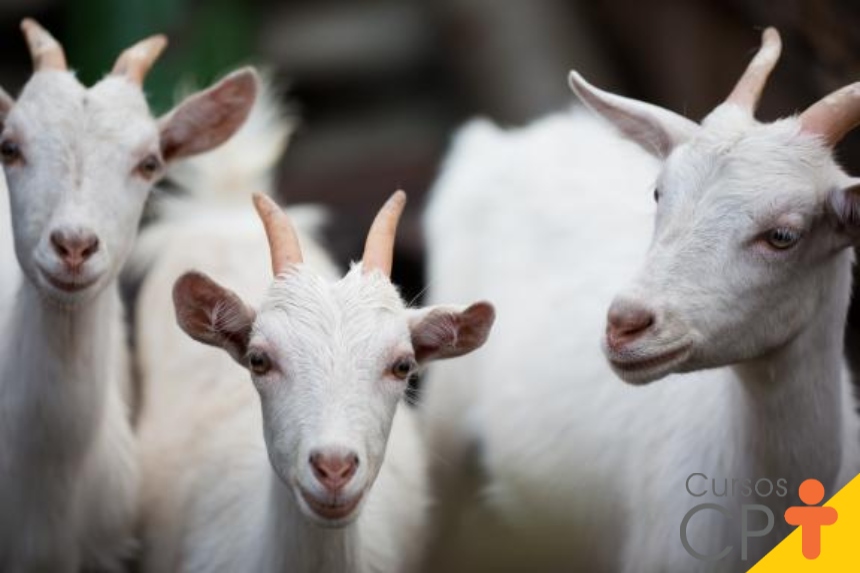 Leia mais sobre o artigo Pesquisa aponta alternativas para desenvolvimento da caprinocultura leiteira entre Pernambuco e Paraíba