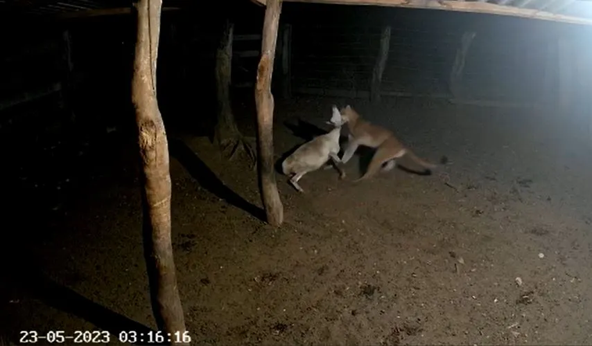 Leia mais sobre o artigo Onças devoram animais e assustam moradores de Serra Talhada