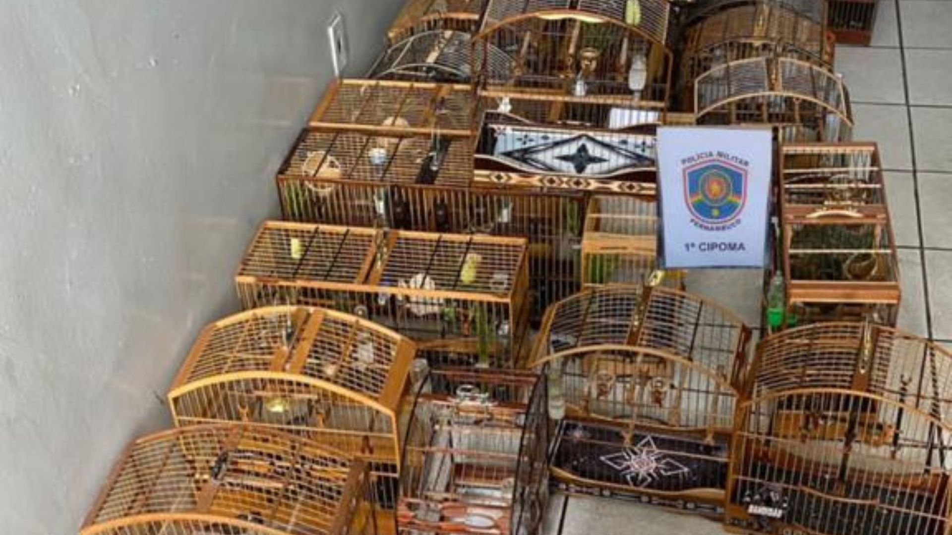 Leia mais sobre o artigo PMPE desarticula torneio ilegal de canto de aves silvestres