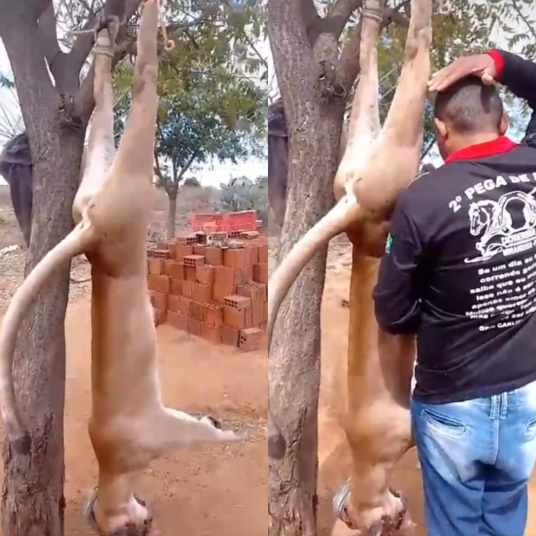 Leia mais sobre o artigo Vídeo de onça morta em Mirandiba causa revolta nas redes