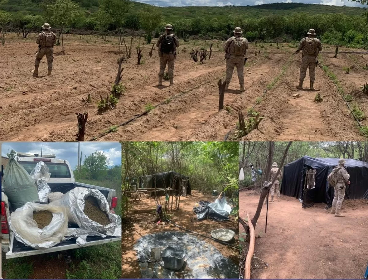 Leia mais sobre o artigo Sertânia: Polícia localiza plantação de maconha em Albuquerque Né