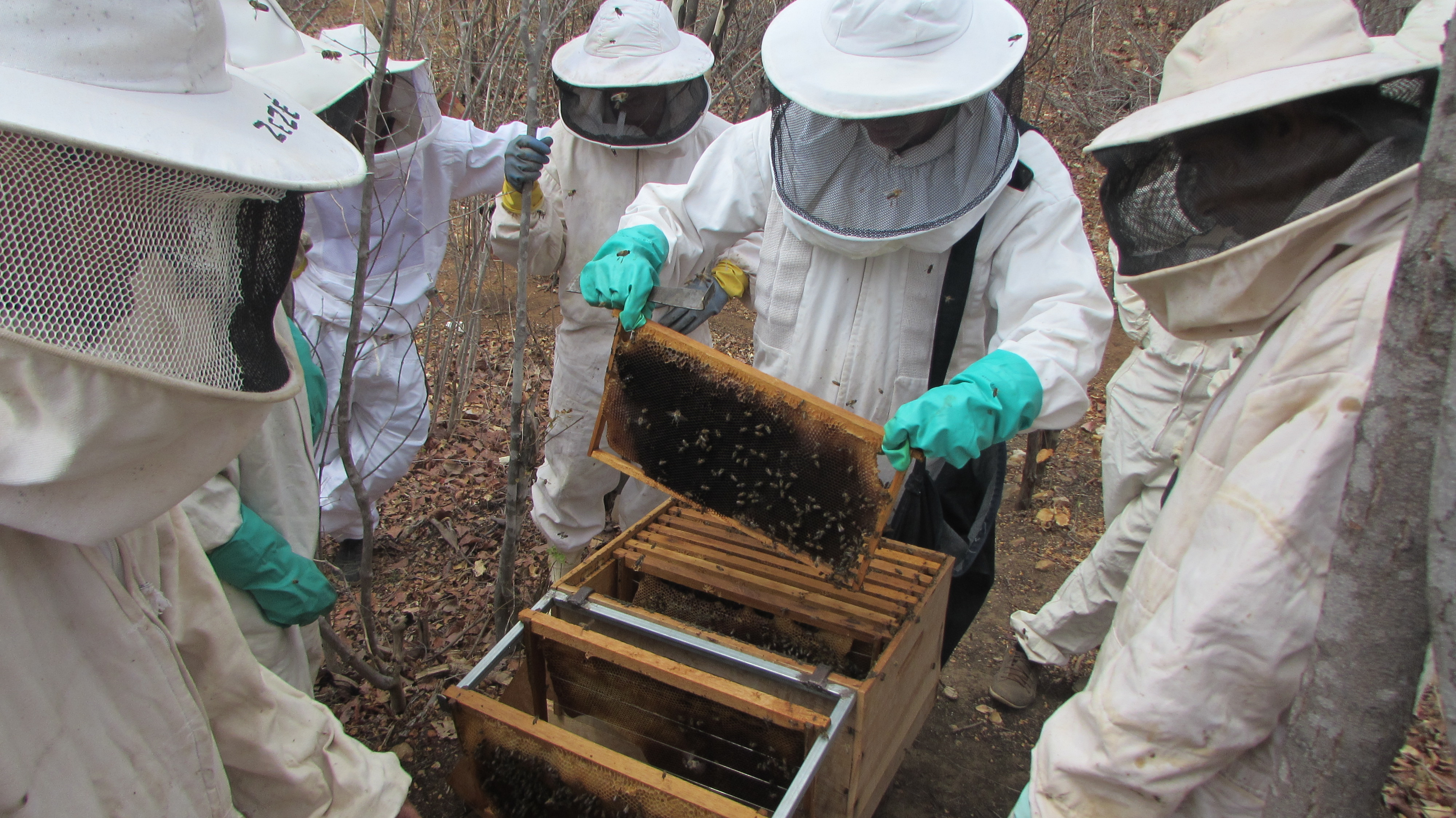 Leia mais sobre o artigo Encontro e Simpósio em Ouricuri destacam a importância das abelhas e da apicultura