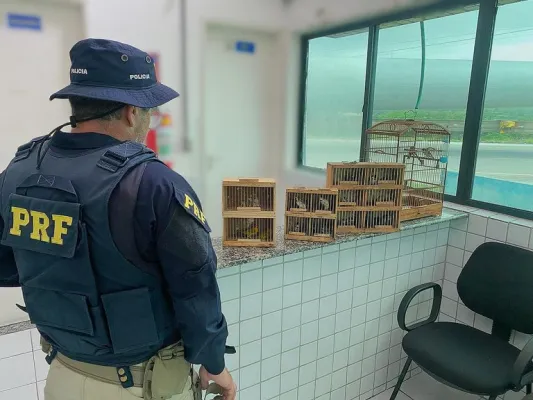 Leia mais sobre o artigo PRF flagra crime ambiental e resgata 24 pássaros em São Caetano