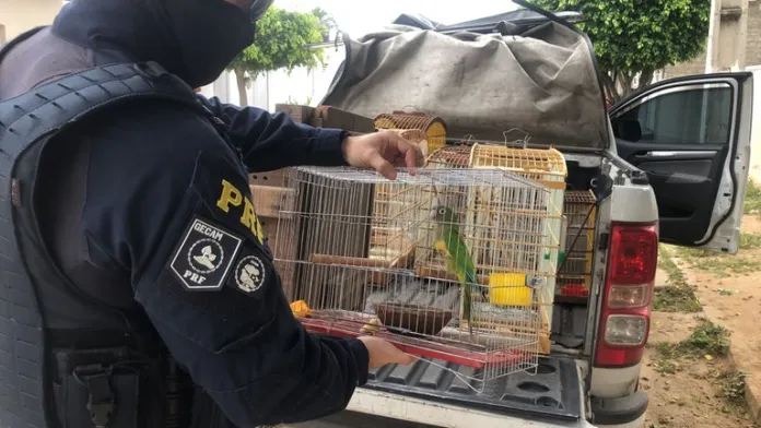 Leia mais sobre o artigo Ação da PRF, Ibama e a CPRH resgata resgata aves silvestres em Sertânia