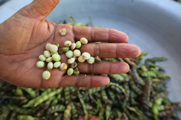 Leia mais sobre o artigo Sertânia será contemplada com PAA Quilombola