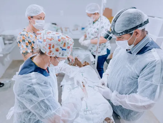 Leia mais sobre o artigo Sertânia inicia castração de animais do canil e em situação de rua