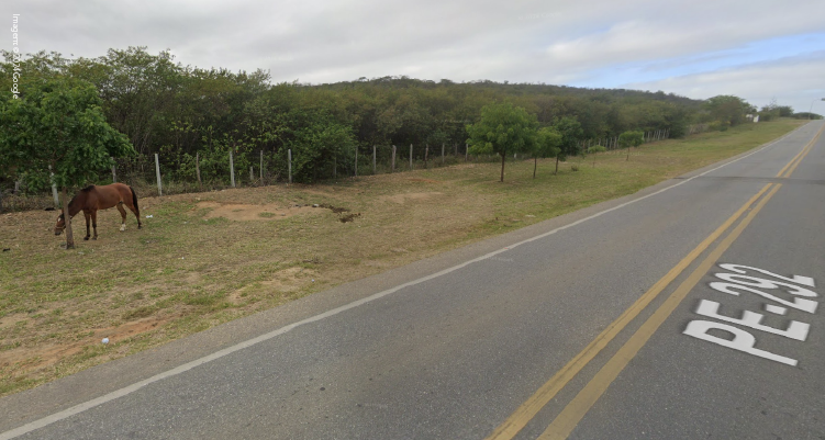 Leia mais sobre o artigo MPPE recomenda à Prefeitura, Polícias e DER-PE fiscalizar transporte de animais nas vias da cidade