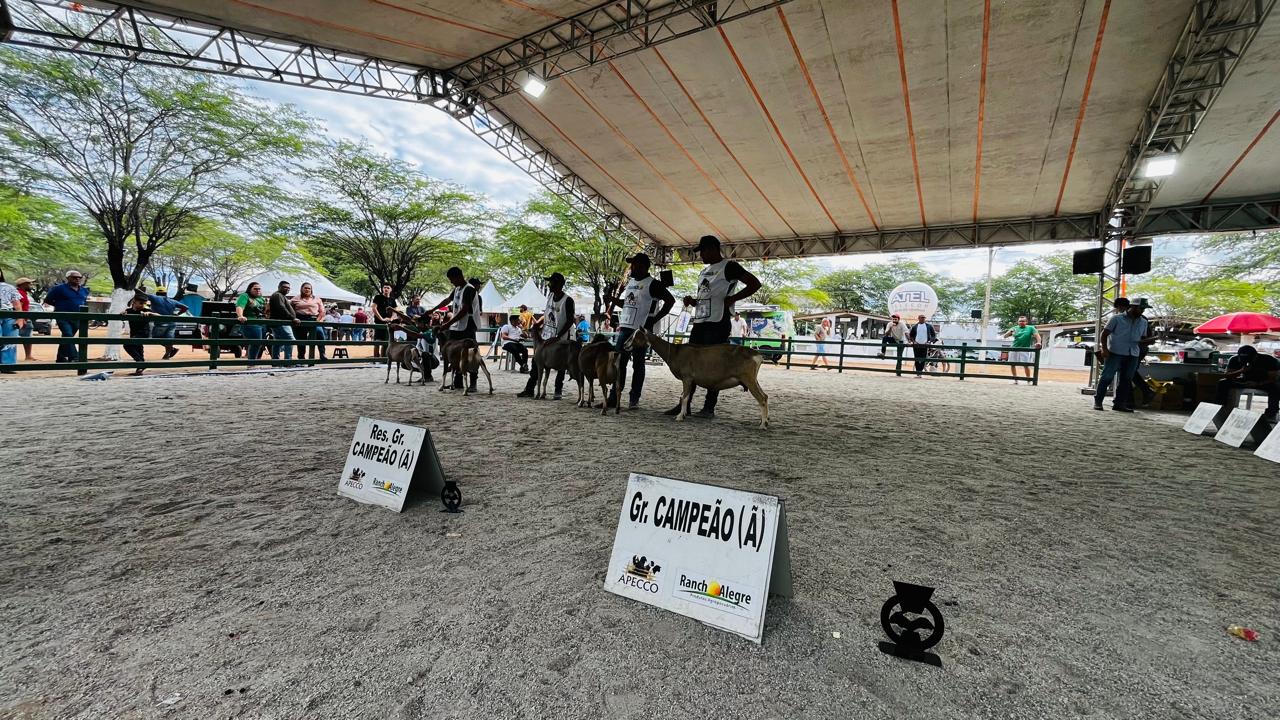 Leia mais sobre o artigo Número de animais na Expocose 2025 é inferior ao registrado em 2024