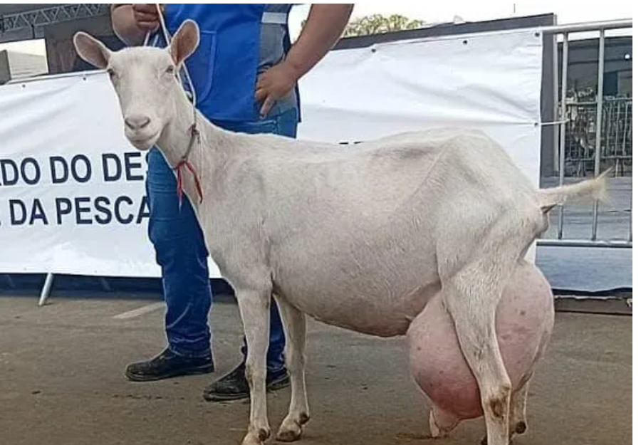 Leia mais sobre o artigo Recorde nacional de produção de leite de cabras foi alcançado durante 11ª Expoprata