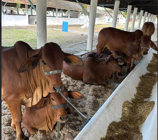 Leia mais sobre o artigo Termina dia 31 de dezembro o prazo para o produtor fazer a atualização cadastral na Adagro