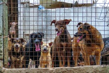 Leia mais sobre o artigo MPPE investiga denúncias de maus-tratos e precariedade no Canil Municipal de Sertânia