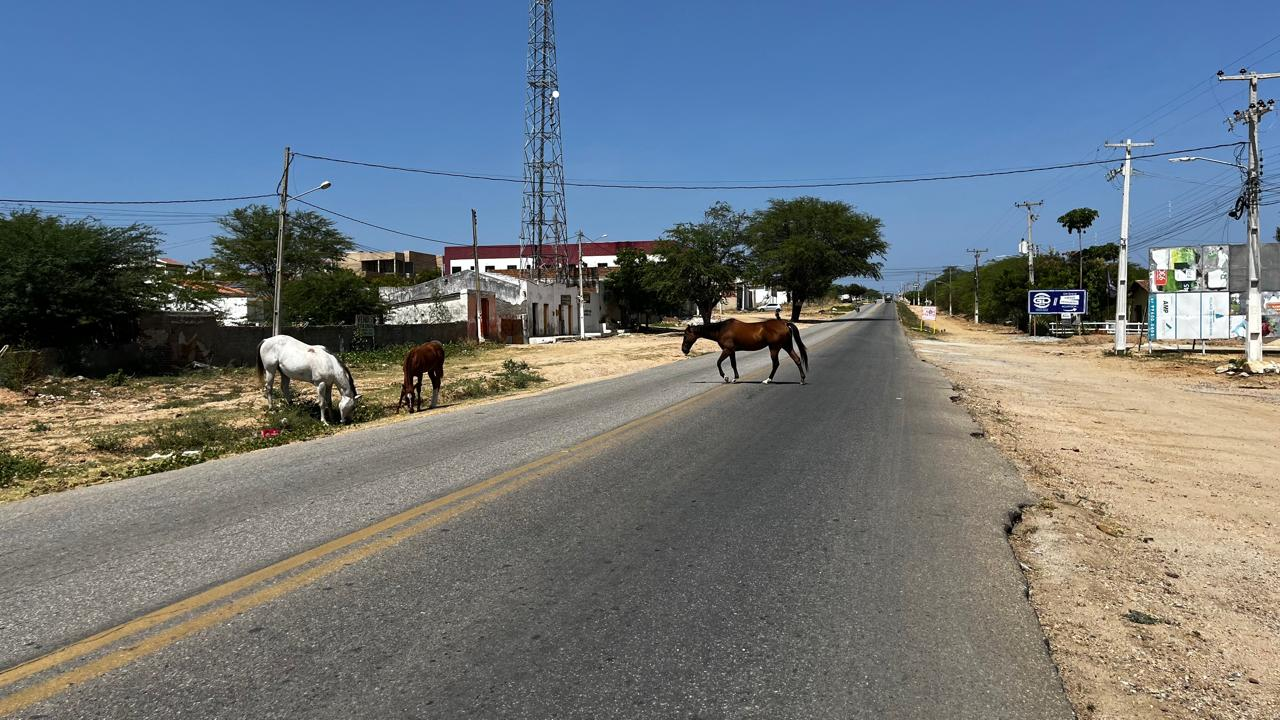 Leia mais sobre o artigo MPPE pressiona Prefeitura de Sertânia e DER-PE por fiscalização contra animais nas rodovias